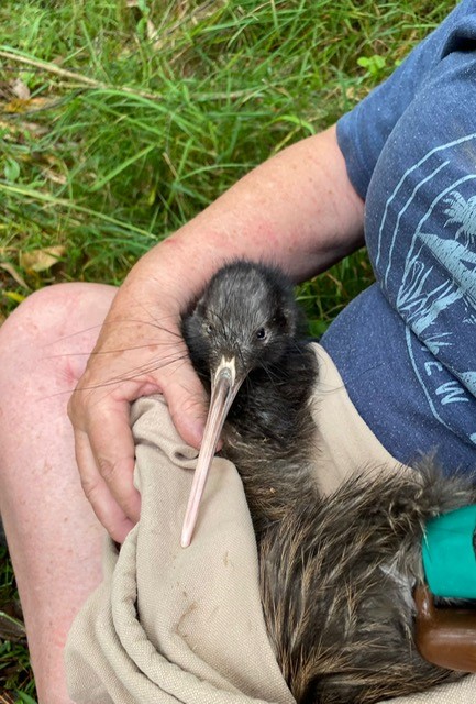 Kaipara Flats Kiwi