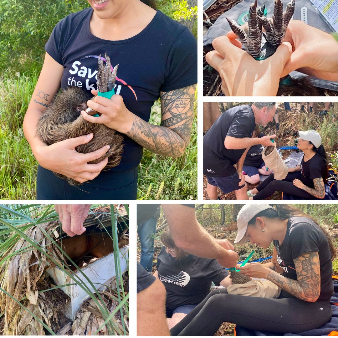 Kiwi Health Check - The Forest Bridge Trust